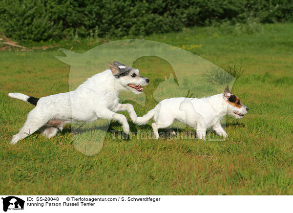 rennende Parson Russell Terrier / running Parson Russell Terrier / SS-28048
