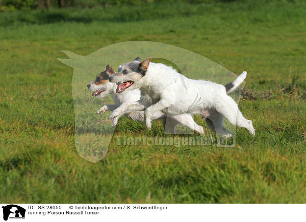 rennende Parson Russell Terrier / running Parson Russell Terrier / SS-28050