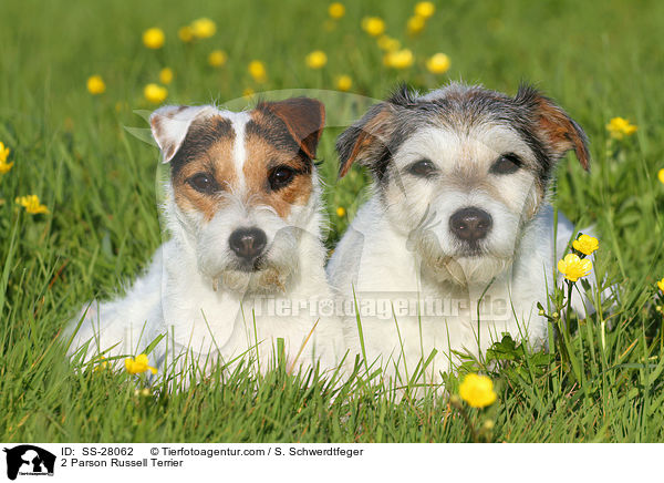 2 Parson Russell Terrier / 2 Parson Russell Terrier / SS-28062