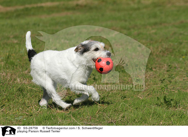 spielender Parson Russell Terrier / playing Parson Russell Terrier / SS-28758