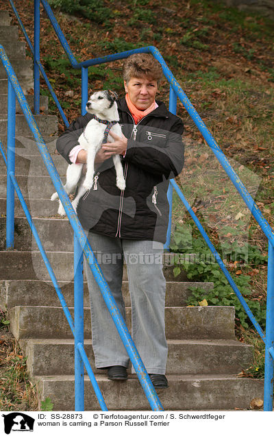 Frau trgt Parson Russell Terrier / woman is carriing a Parson Russell Terrier / SS-28873