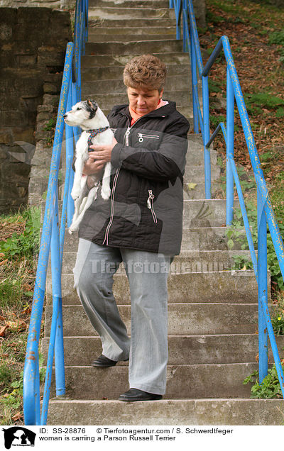 Frau trgt Parson Russell Terrier / woman is carriing a Parson Russell Terrier / SS-28876