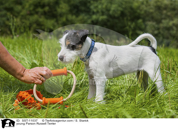 junger Parson Russell Terrier / young Parson Russell Terrier / SST-11037
