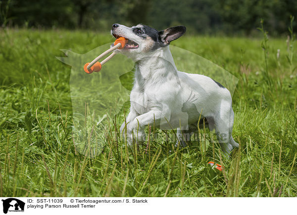 spielender Parson Russell Terrier / playing Parson Russell Terrier / SST-11039