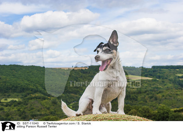 sitzender Parson Russell Terrier / sitting Parson Russell Terrier / SST-11040