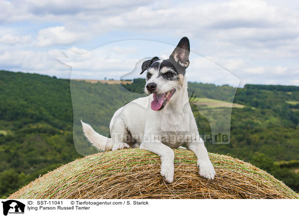 liegender Parson Russell Terrier / lying Parson Russell Terrier / SST-11041