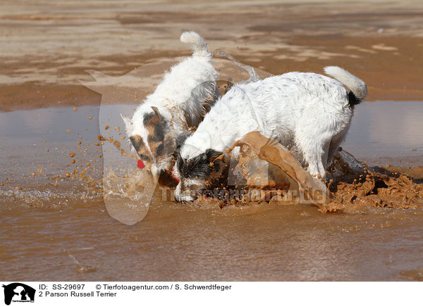 2 Parson Russell Terrier / 2 Parson Russell Terrier / SS-29697