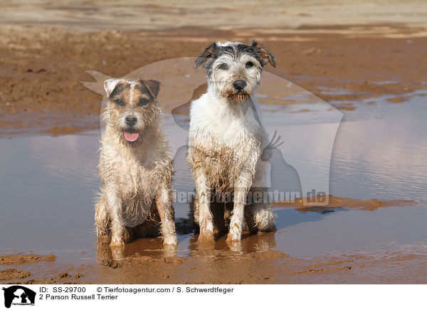 2 Parson Russell Terrier / 2 Parson Russell Terrier / SS-29700