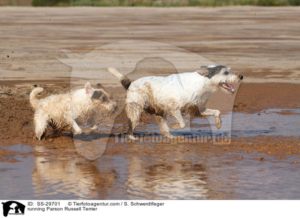 rennende Parson Russell Terrier / running Parson Russell Terrier / SS-29701