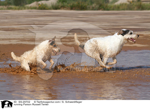rennende Parson Russell Terrier / running Parson Russell Terrier / SS-29702