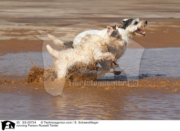 rennende Parson Russell Terrier / running Parson Russell Terrier / SS-29704