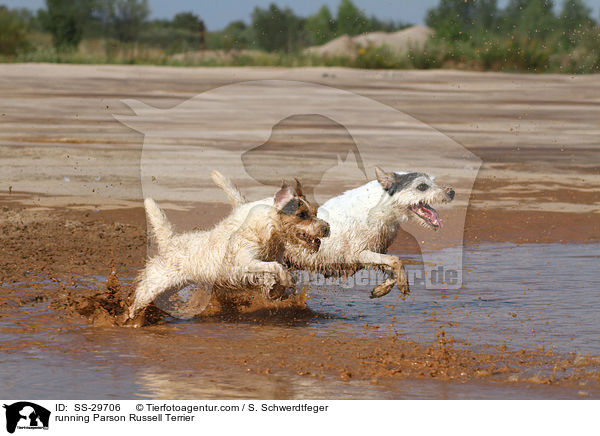 rennende Parson Russell Terrier / running Parson Russell Terrier / SS-29706