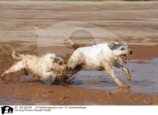 rennende Parson Russell Terrier / running Parson Russell Terrier / SS-29708