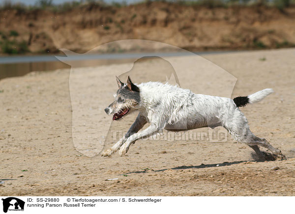 rennender Parson Russell Terrier / running Parson Russell Terrier / SS-29880