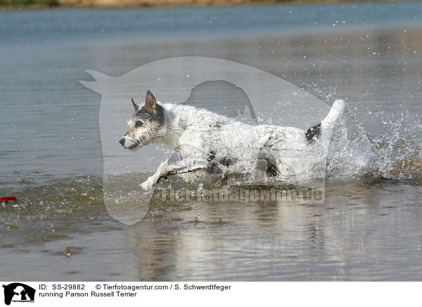 rennender Parson Russell Terrier / running Parson Russell Terrier / SS-29882