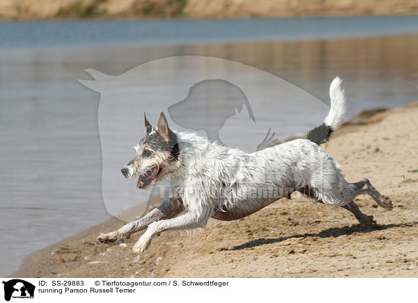 rennender Parson Russell Terrier / running Parson Russell Terrier / SS-29883