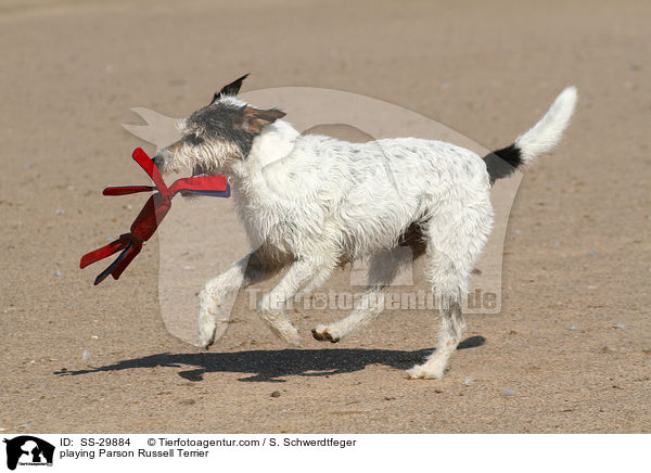 spielender Parson Russell Terrier / playing Parson Russell Terrier / SS-29884