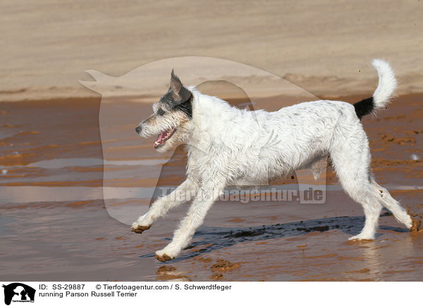 rennender Parson Russell Terrier / running Parson Russell Terrier / SS-29887