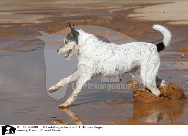 rennender Parson Russell Terrier / running Parson Russell Terrier / SS-29888