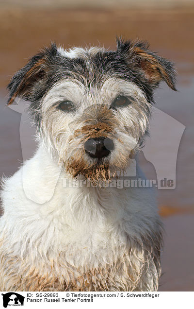 Parson Russell Terrier Portrait / Parson Russell Terrier Portrait / SS-29893