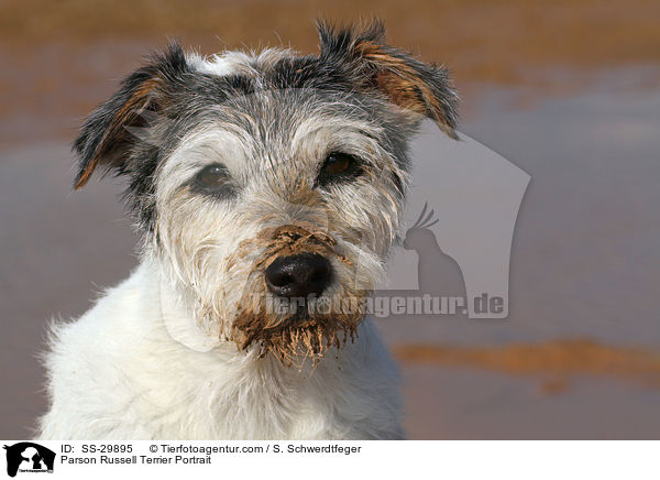 Parson Russell Terrier Portrait / Parson Russell Terrier Portrait / SS-29895