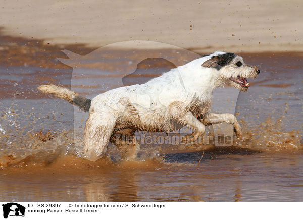 rennender Parson Russell Terrier / running Parson Russell Terrier / SS-29897