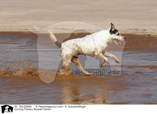 rennender Parson Russell Terrier / running Parson Russell Terrier / SS-29898