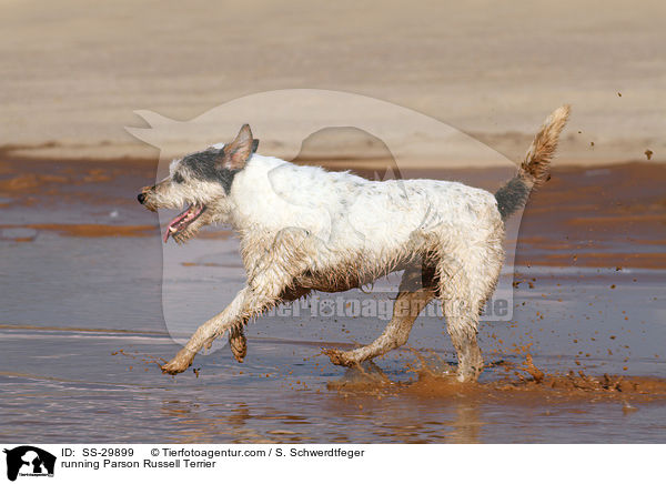 rennender Parson Russell Terrier / running Parson Russell Terrier / SS-29899