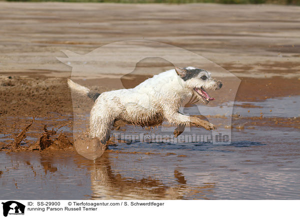 rennender Parson Russell Terrier / running Parson Russell Terrier / SS-29900