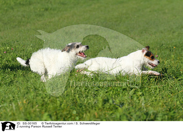 2 rennende Parson Russell Terrier / 2 running Parson Russell Terrier / SS-30165