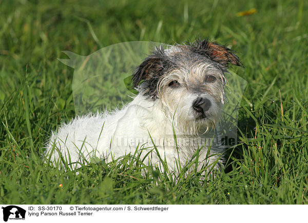 liegender Parson Russell Terrier / lying Parson Russell Terrier / SS-30170
