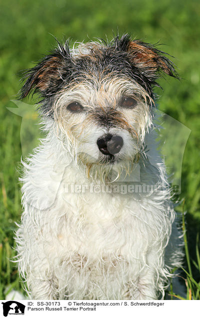 Parson Russell Terrier Portrait / Parson Russell Terrier Portrait / SS-30173