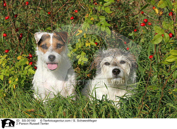 2 Parson Russell Terrier / 2 Parson Russell Terrier / SS-30180