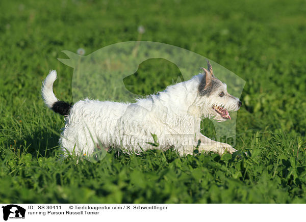 rennender Parson Russell Terrier / running Parson Russell Terrier / SS-30411