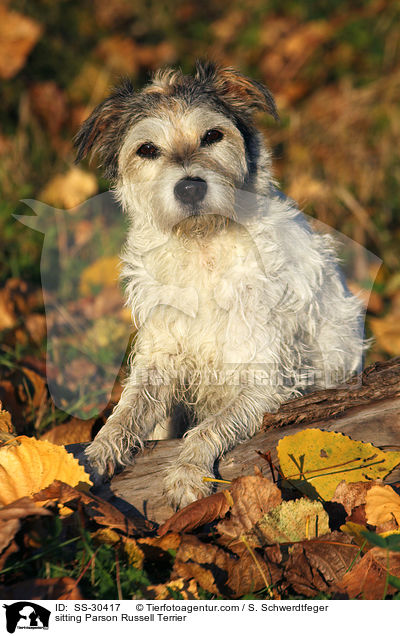 sitzender Parson Russell Terrier / sitting Parson Russell Terrier / SS-30417