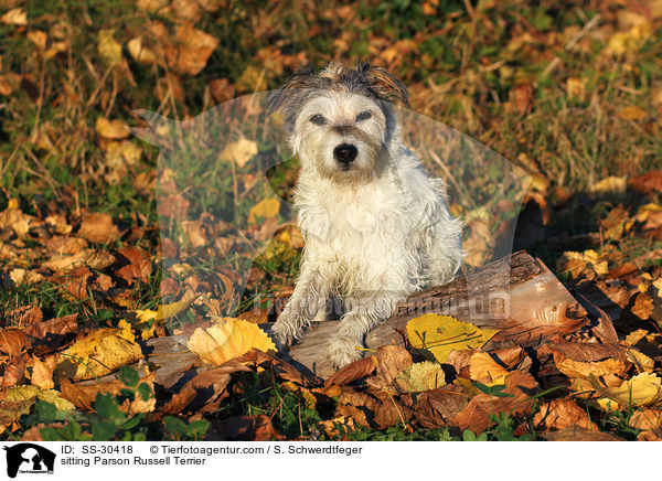 sitzender Parson Russell Terrier / sitting Parson Russell Terrier / SS-30418