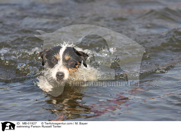 schwimmender Parson Russell Terrier / swimming Parson Russell Terrier / MB-01927