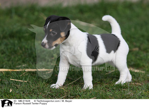 Parson Russell Terrier Welpe / Parson Russell Terrier Puppy / MB-01928