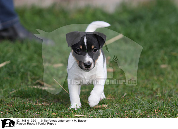 Parson Russell Terrier Welpe / Parson Russell Terrier Puppy / MB-01929