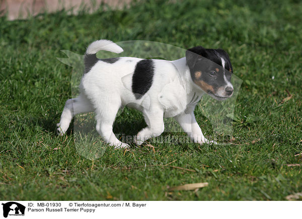 Parson Russell Terrier Welpe / Parson Russell Terrier Puppy / MB-01930