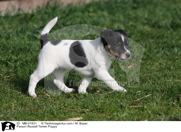 Parson Russell Terrier Welpe / Parson Russell Terrier Puppy / MB-01931