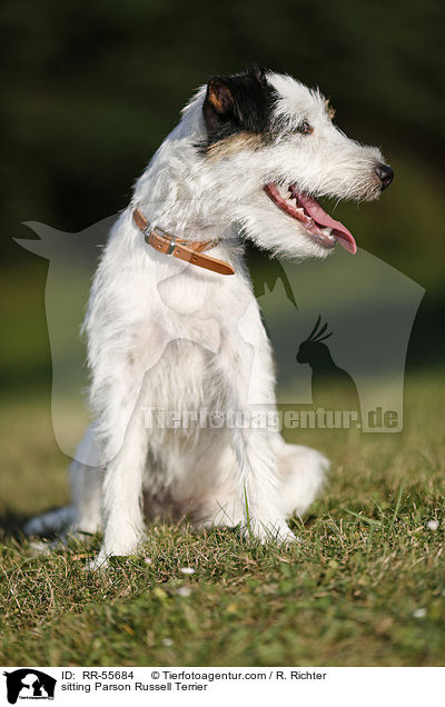 sitzender Parson Russell Terrier / sitting Parson Russell Terrier / RR-55684