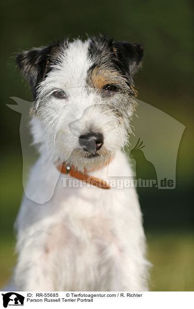 Parson Russell Terrier Portrait / Parson Russell Terrier Portrait / RR-55685