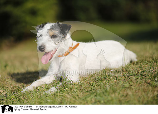 liegender Parson Russell Terrier / lying Parson Russell Terrier / RR-55686