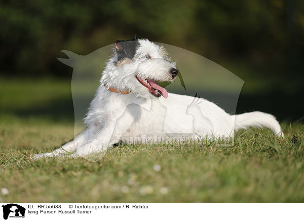 liegender Parson Russell Terrier / lying Parson Russell Terrier / RR-55688