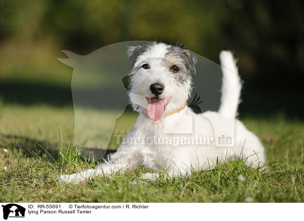 liegender Parson Russell Terrier / lying Parson Russell Terrier / RR-55691