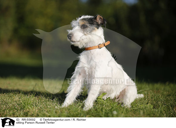 sitzender Parson Russell Terrier / sitting Parson Russell Terrier / RR-55692
