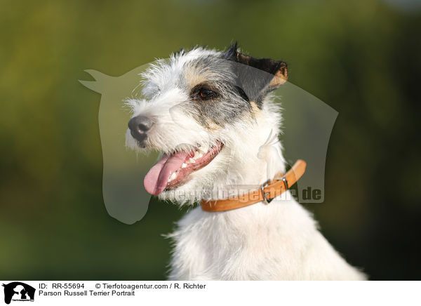 Parson Russell Terrier Portrait / Parson Russell Terrier Portrait / RR-55694