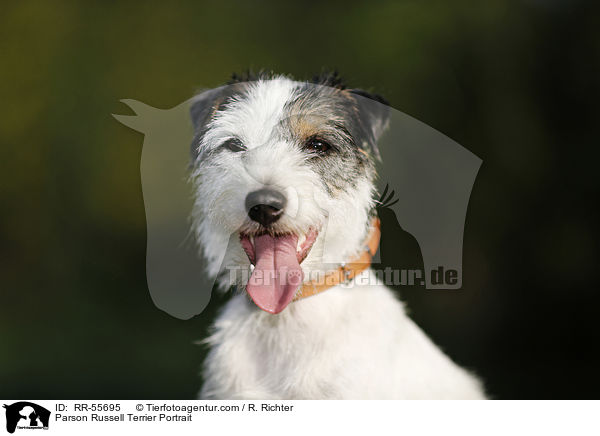 Parson Russell Terrier Portrait / Parson Russell Terrier Portrait / RR-55695