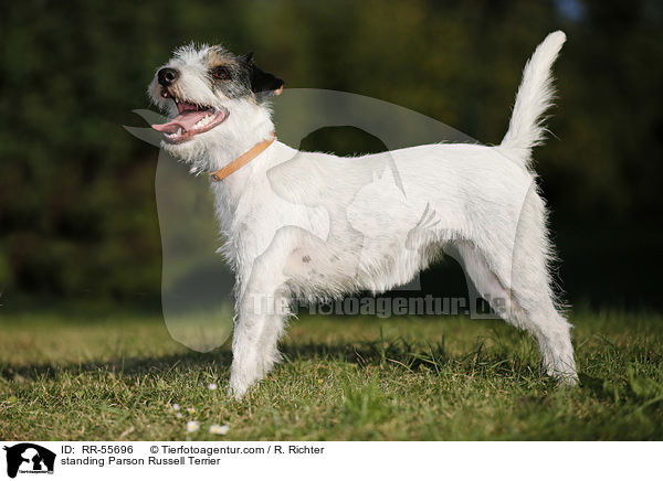 stehender Parson Russell Terrier / standing Parson Russell Terrier / RR-55696